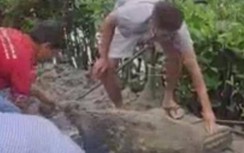 Liên tiếp cá sấu sổng chuồng, Chủ tịch tỉnh Cà Mau chỉ đạo “nóng”