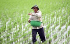Giá phân bón sẽ giảm khi áp thuế suất giá trị gia tăng 5%