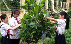 Cộng đồng mạng thi nhau kể chuyện cây xanh và câu chuyện ý nghĩa