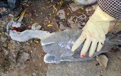 ​Hải Phòng: Công khai mua bán, tận diệt chim trời