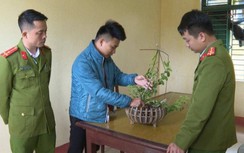 Bắt 3 đối tượng ở Hòa Bình lừa bán lan đột biến, chiếm đoạt hơn 1 tỷ đồng