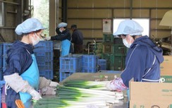 Nhật cho phép những người nước ngoài bị mắc kẹt được đi làm để có thu nhập