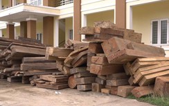 Quảng Bình: Huy động 100 cảnh sát bắt nhóm lâm tặc phá rừng ở 7 tiểu khu