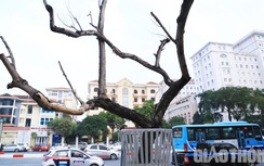 Xót xa hàng sưa quý chết dần trên đường phố Hà Nội