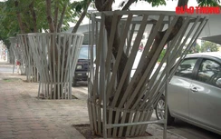 Video: Cận cảnh hàng sưa đỏ quý hiếm đang dần héo úa