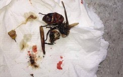 Cảnh sát Đài Loan bị ong đầu hổ nhai sụn tai khi đang đi tuần