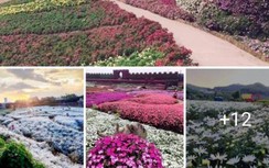 Quảng Ninh sẽ giảm giá vé vịnh Hạ Long, Yên Tử cả năm 2021