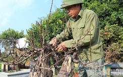 Đào "tiến vua" nằm phòng điều hòa chờ nở đúng Tết Nguyên đán