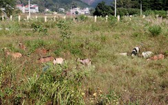 Quảng Ninh: Khu vui chơi chục tỷ đồng thành bãi chăn dê