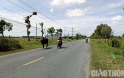 Khắc phục tình trạng hư hỏng, gia súc thả rông trên QL60 qua Sóc Trăng