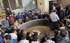 100 công an đột kích sới gà, tạm giữ 59 đối tượng và 56 phương tiện