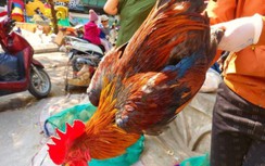 Nghỉ Tết dương lịch: Giá thịt lợn, gà đua nhau “nhảy múa”