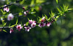 Bộ trưởng Mai Tiến Dũng: Không cấm bán đào rừng do người dân tự trồng