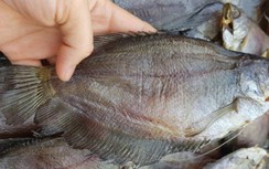 Cà Mau: Hơn 1,6 tấn cá sặc bổi bất ngờ chết nghi do sét đánh