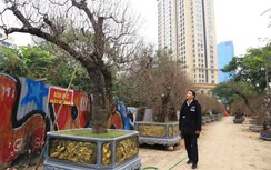 Đào cổ thụ giá trăm triệu ra phố chờ đại gia "rước" về nhà chơi Tết