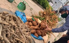 Tràn lan thảo dược ngâm rượu Tết bán vỉa hè