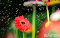 Tất bật làng hoa Kim Phúc lớn nhất thành Vinh