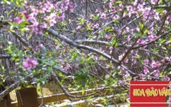 Sơn La phát hành hơn 10.000 tem dán cho cây đào trồng