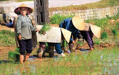 Làng làm “áo giáp” che trời