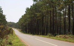 Xem xét đầu tư QL28 qua Lâm Đồng