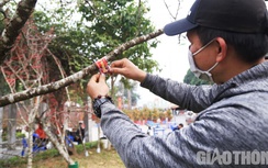 Dạo phố Hà Nội ngắm đào Sơn La dán tem xuất xứ "cập bến" chợ Tết