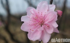 Đào phai hoa "kép" xứ Thanh "hút" khách chơi Tết có gì khác biệt?