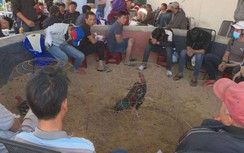 Đắk Lắk: Triệt xóa "trường gà" giữa thị trấn, bắt giữ 47 đối tượng cá độ