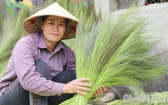 Cả làng người Thái ở biên giới vào mùa bóc đót làm chổi dịp Tết