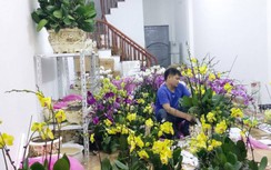 Chạy “sô” ghép lan hồ điệp thuê ngày Tết kiếm dăm chục triệu dễ như chơi