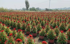 TP.HCM: "Ông trời" ủng hộ, người trồng hoa vẫn lo ế vì... dịch Covid-19
