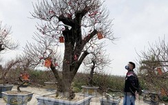 Người trồng đào Hải Dương khốn đốn vì Covid-19, chính quyền vận động hỗ trợ