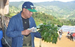 Góc khuất “thần dược” sâm Ngọc Linh