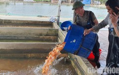 Vựa cá "ông Công, ông Táo" lớn nhất xứ Thanh vào vụ