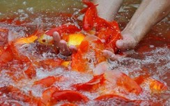 Cư dân thích thú tiễn chép vàng ngày ông Công ông Táo qua máng trượt