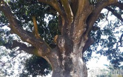 Video: Cận cảnh “cụ xoài” hơn 300 năm tuổi ở Bạc Liêu