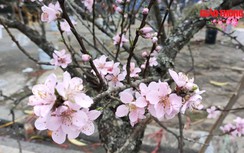 Video: Nhộn nhịp chợ hoa Xuân Hải Phòng