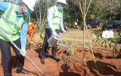 Tổng cục Đường bộ phát động "Tết trồng cây" trên nhiều tuyến quốc lộ
