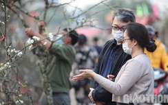 Người Hà Nội "mạnh tay" chi tiền triệu chơi hoa lê sau Tết