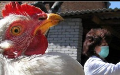 Phát hiện ca nhiễm cúm gia cầm H5N8 đầu tiên ở người tại Nga