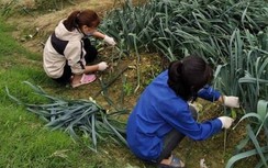 Nông sản Hải Dương đến tay người giải cứu được phòng dịch thế nào?