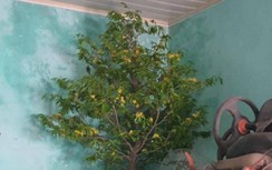 Đào trộm mai rừng Yên Tử về trồng trong nhà