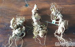 Ô tô chở lô hàng nghi sâm Ngọc Linh giả bị kiểm tra, nhóm nhận hàng bỏ chạy