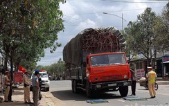 Nhiều xe chở mía quá khổ, quá tải bị phạt sau phản ánh của Báo Giao thông