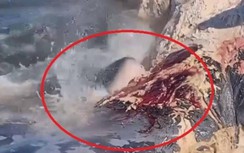 Video: Cảnh cá mập trắng ăn thịt cá voi 11 tuổi bị chết nổi trên biển