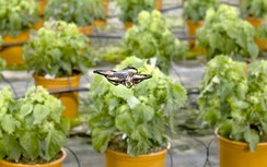 Dùng máy bay không người lái diệt côn trùng