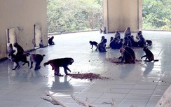 Chuyện chăm khỉ ở đảo Rều phục vụ thử nghiệm vaccine