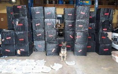 Phát hiện hơn nửa tấn cần sa khi kiểm tra phương tiện vi phạm giao thông