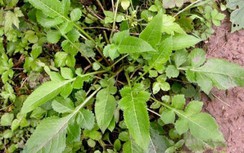 Tục đoạn trị đau nhức xương khớp, bong gân