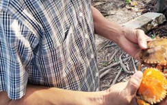 Cua chết bất thường hàng loạt, Chủ tịch tỉnh Cà Mau chỉ đạo “nóng”