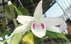 Mua bán lan đột biến giá hàng chục tỷ đồng: Hòa Bình sẽ xử lý nghiêm